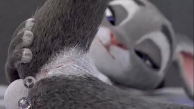 Judy pechotes