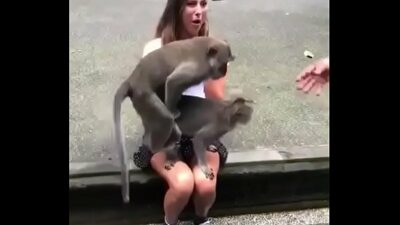 Sexo de monos