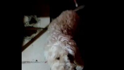 Con perro