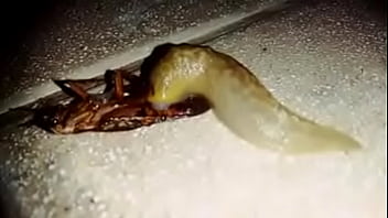 Cucaracha